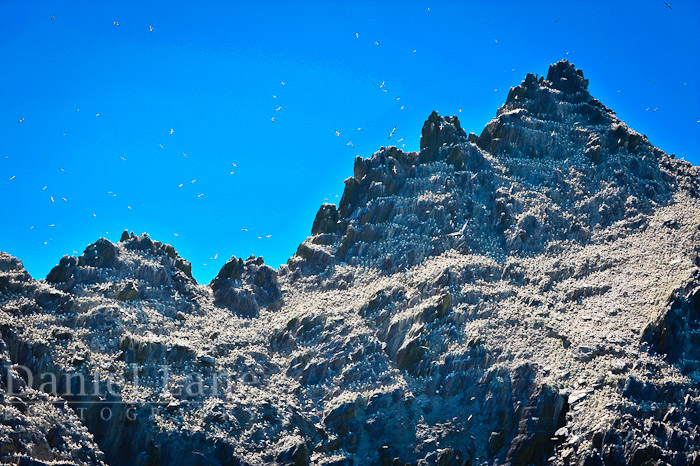 gannets